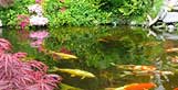 Fibreglass Fish Pools